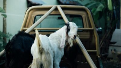 8 Pickup Bekas Terbaik: Angkut Hewan Kurban Murah Meriah, Mulai Rp40 Juta